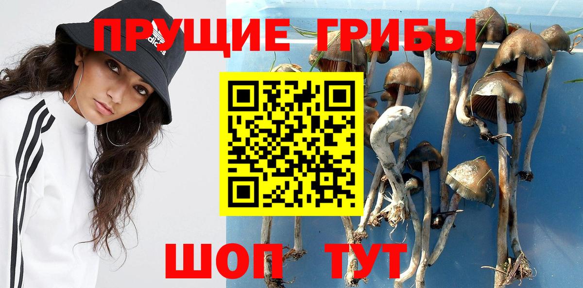 Новозыбков  Галлюциногенные грибы Magic Shrooms  Вход с VPN 
