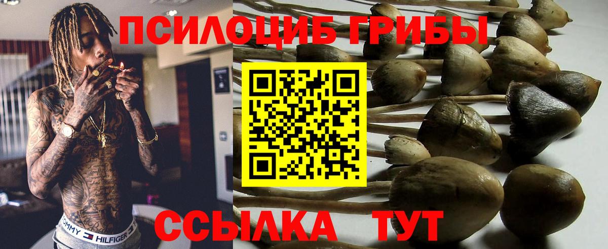 Псилоцибиновые грибы мицелий Новозыбков